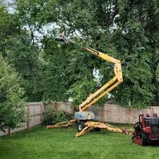 Best Tree Disease Treatment  in Moriches, NY