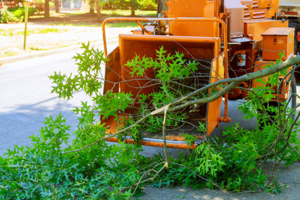 Best Arborist Consultation Services  in Moriches, NY