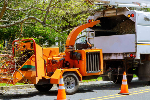 Best Tree Trimming and Pruning  in Moriches, NY