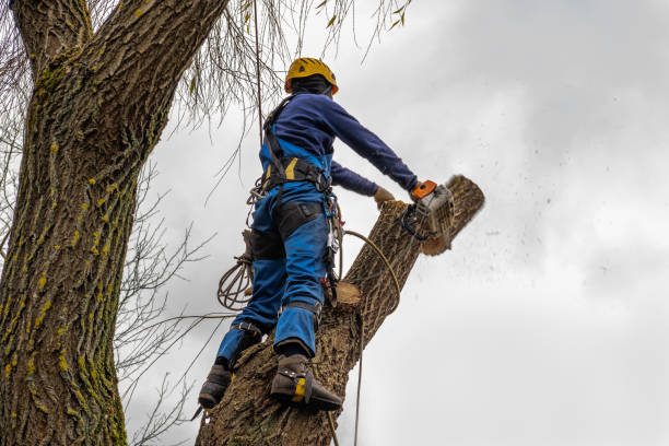 Best Leaf Removal  in Moriches, NY