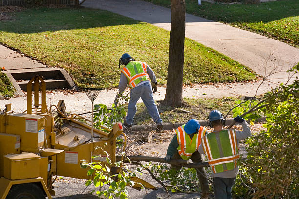 Best Stump Grinding and Removal  in Moriches, NY