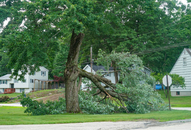 Best Tree Mulching  in Moriches, NY