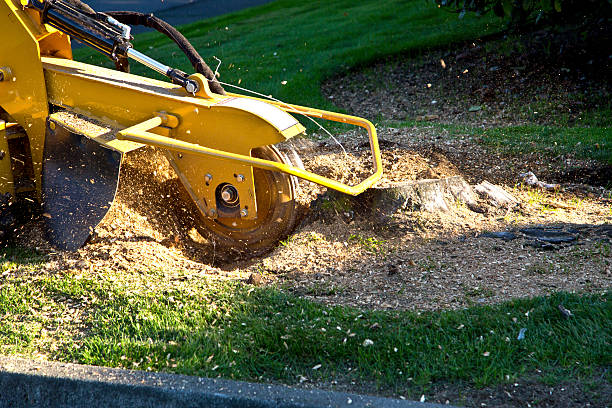 Best Hedge Trimming  in Moriches, NY